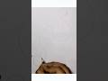 ganpati bappa morya #short #trendingshorts #viral