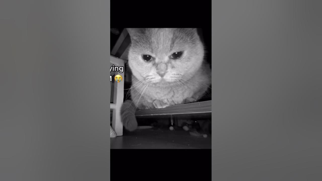 плачуший кот 😔 - YouTube
