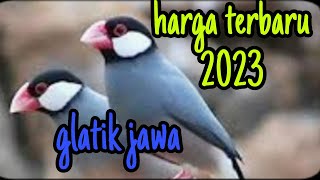 harga terbaru glatik jawa/belong lengkap 2023