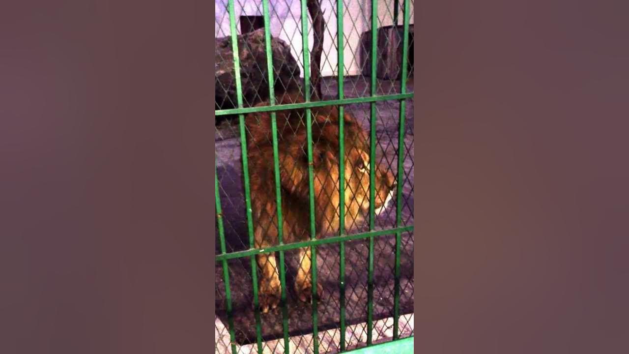 Зоопарк в чечне Зоопарк в чечне