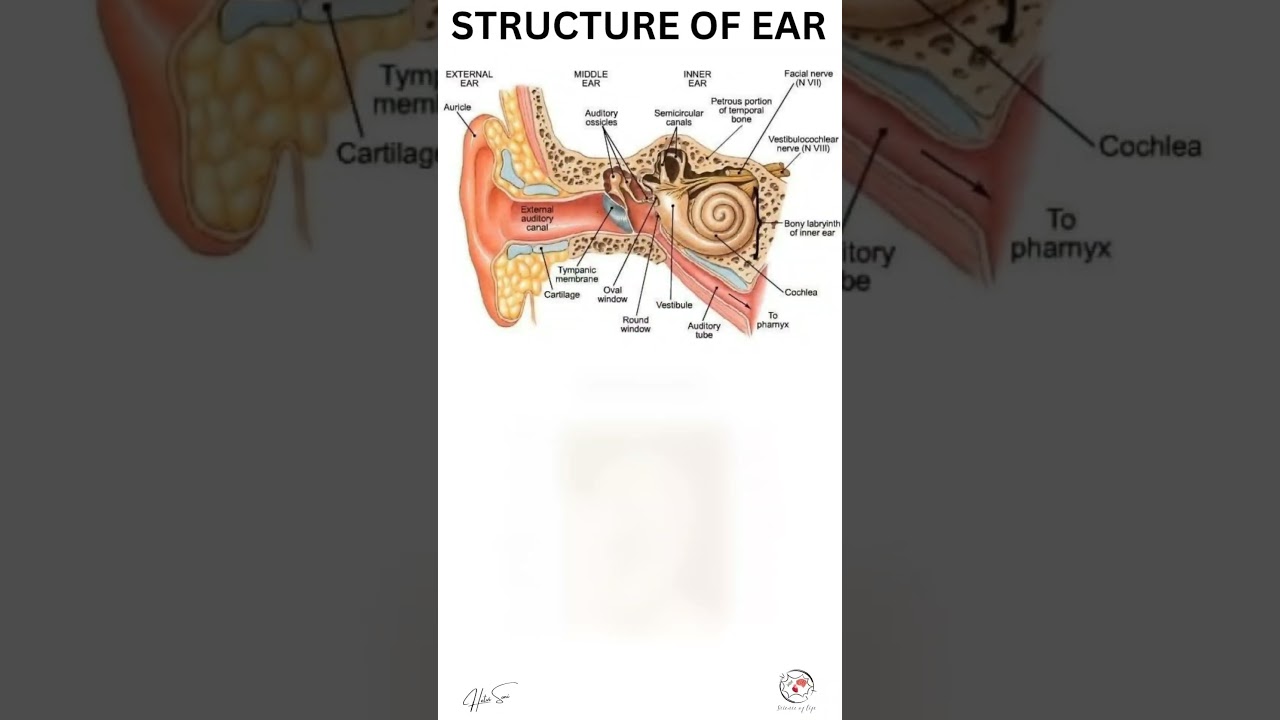 STRUCTURE OF EAR 👂🏻
