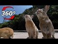 【360度動画】うさぎ島(大久野島)のうさぎ 🐰Part7