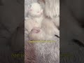 My activity #shorts #cat #babykittens #pets #kitten
