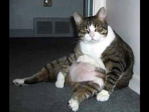 Funny Fat Cats Compilation - Cute Cat Compilation - Best Fail Cat