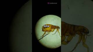 Flea Reproduction: Tiny but Mighty! #subscribe #facts #animals