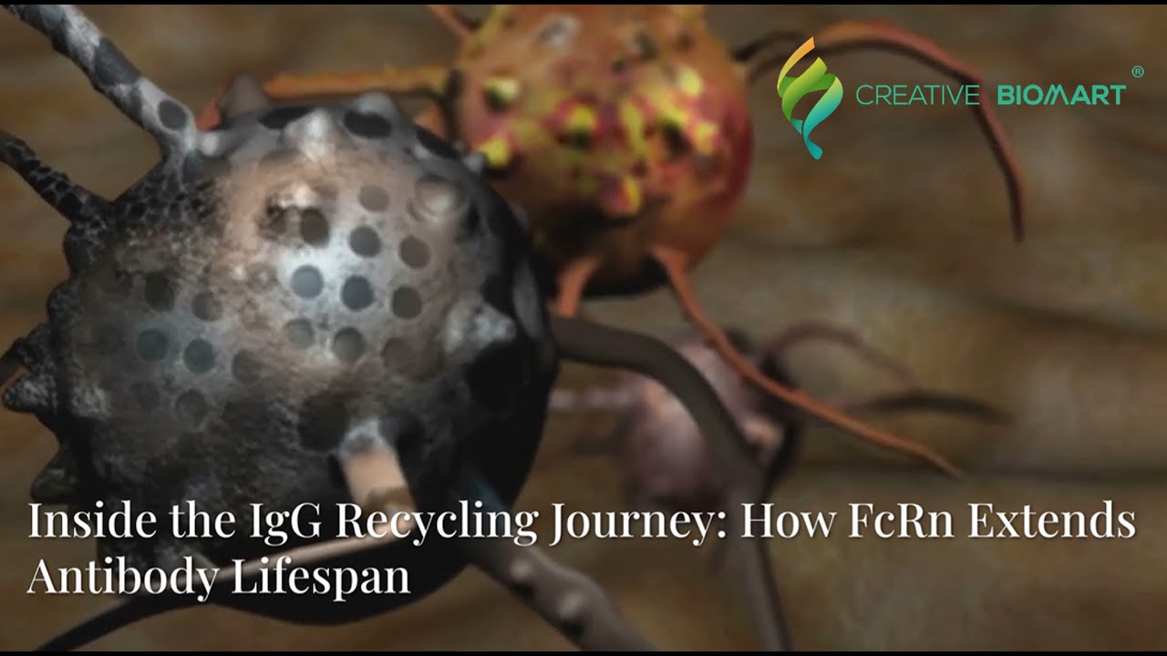 Inside the IgG Recycling Journey: How FcRn Extends Antibody Lifespan