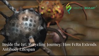 Inside The Igg Recycling Journey How Fcrn Extends Antibody Lifespan