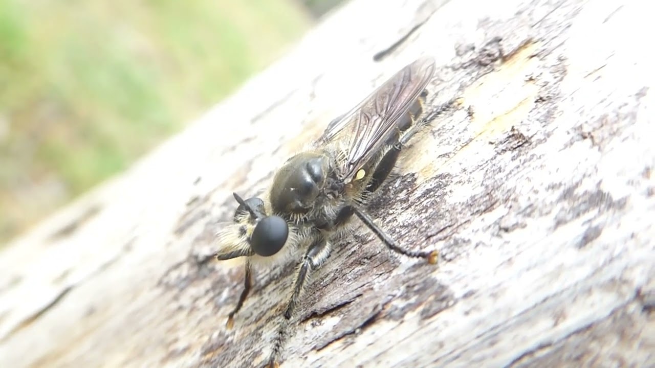 Choerades ignea, Gouden Dennenstamjager, Hulshorsterzand, GLD, the Netherlands, 30 Aug 2025 (1/3)