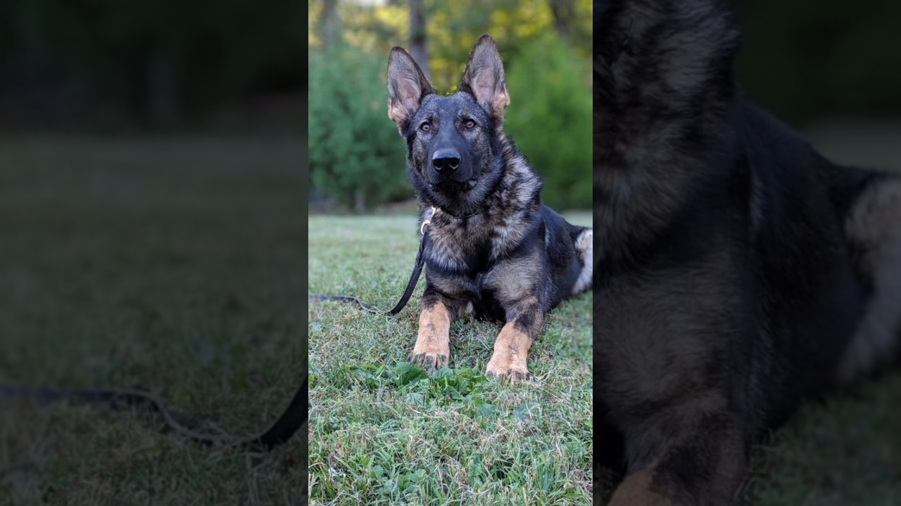 dog dangerous dog in world 