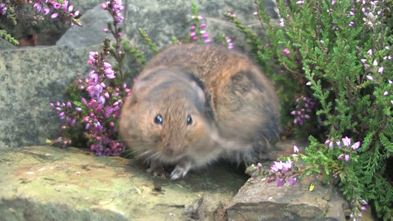 The Orkney Vole - The British Mammal Guide