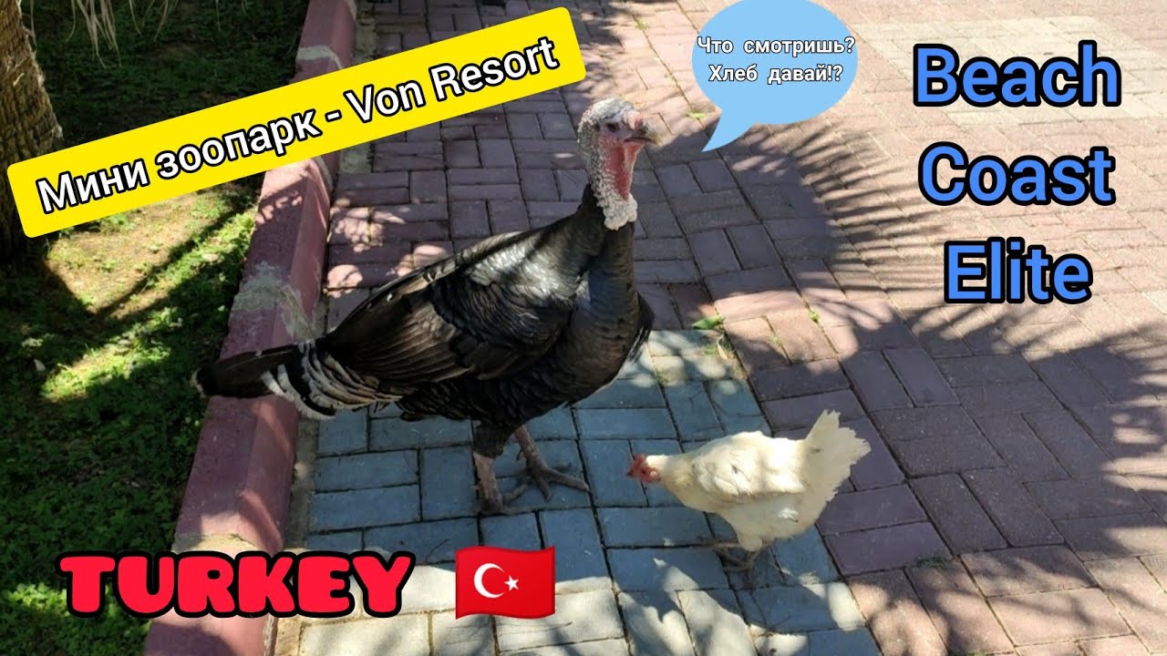 ЗООПАРК - VON RESORT HOTEL GOLDEN BEACH, COAST, ELITE / ТУРЦИЯ 2022 / ДЕТЯМ ПОНРАВИТЬСЯ