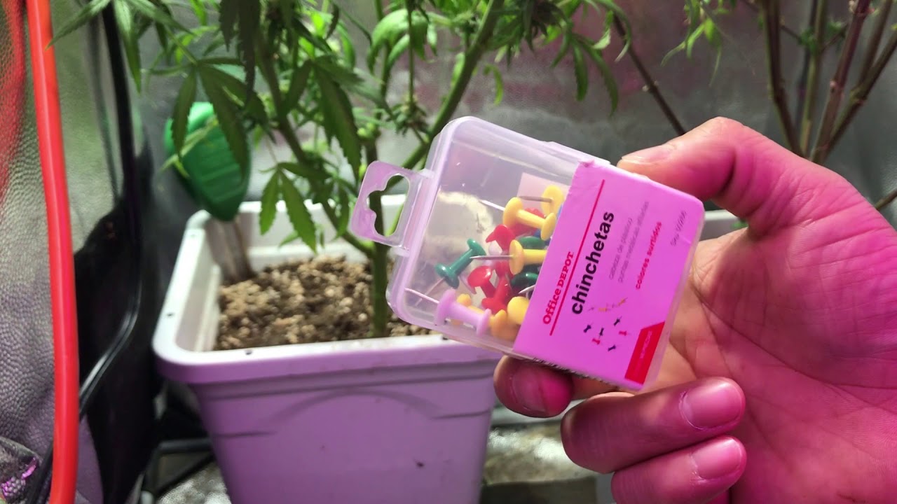 ESTRESANDO EL CULTIVO PARA TENER MUCHA RESINAAAA!!!