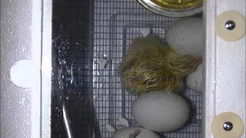 First Grade Hatching Chicks of Elsa England - 2016