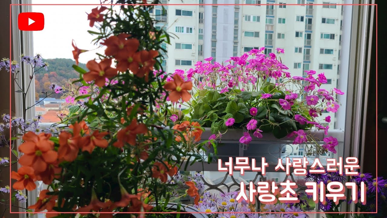 사랑스러운 사랑초 키우기