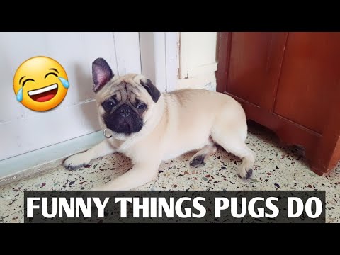 funny pugs youtube