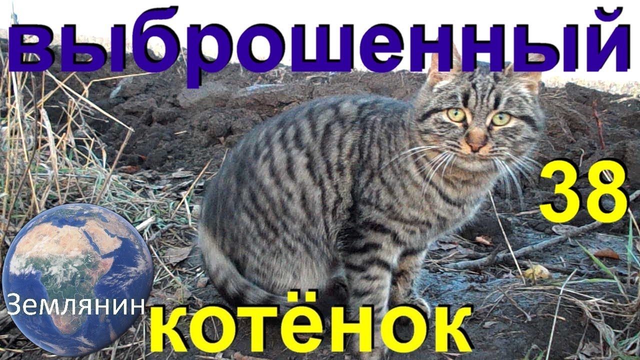 Забрали котёнка. Брошенный котёнок. Последний день.