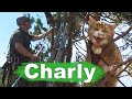 Kater Charly auf dem Baum - Tiernotruf #338