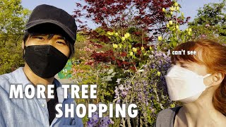 Another Japanese tree festival (they gave us one for free!)