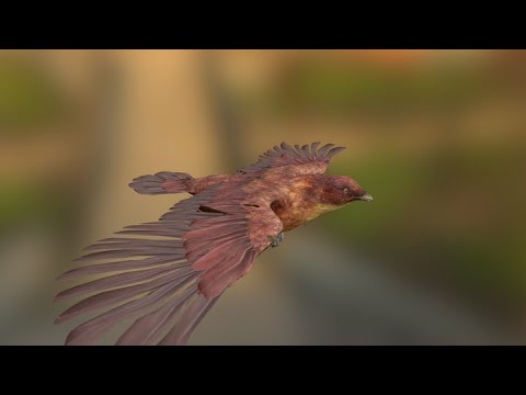 Ultra realistic Bird flying Animation