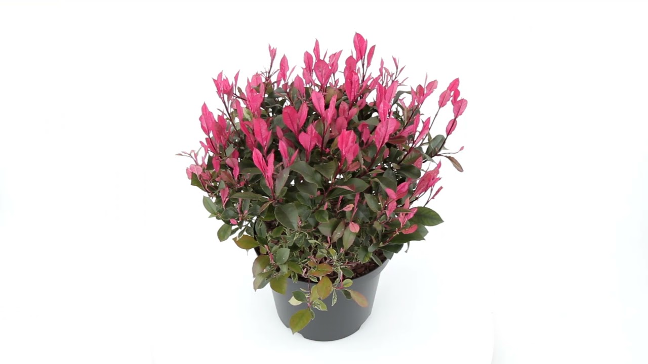 indoor plant lights Indoor Plant Light Gift Set | Aspect™ Gen 2 Gift Set main image 0