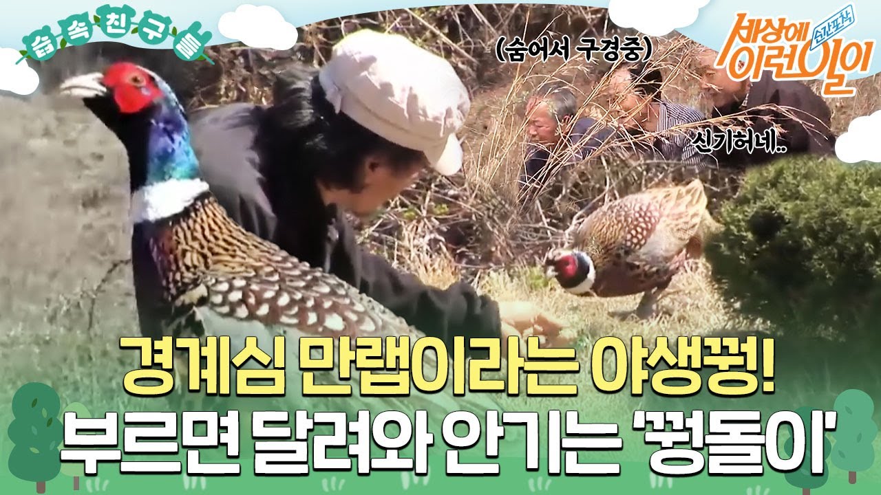 [#습속친구들] 경계심 만렙이라는 야생꿩이 부르면 달려와 안긴다!? 놀라운 아저씨와 꿩돌이의 우정💛 #순간포착세상에이런일이 #WhatonEarth #SBSstory