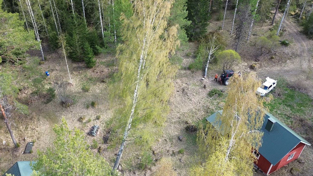 Pihapuidenkaatoa Paksupasin kanssa