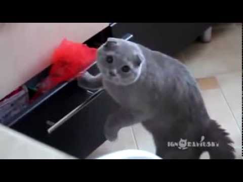 LINDO GATITO