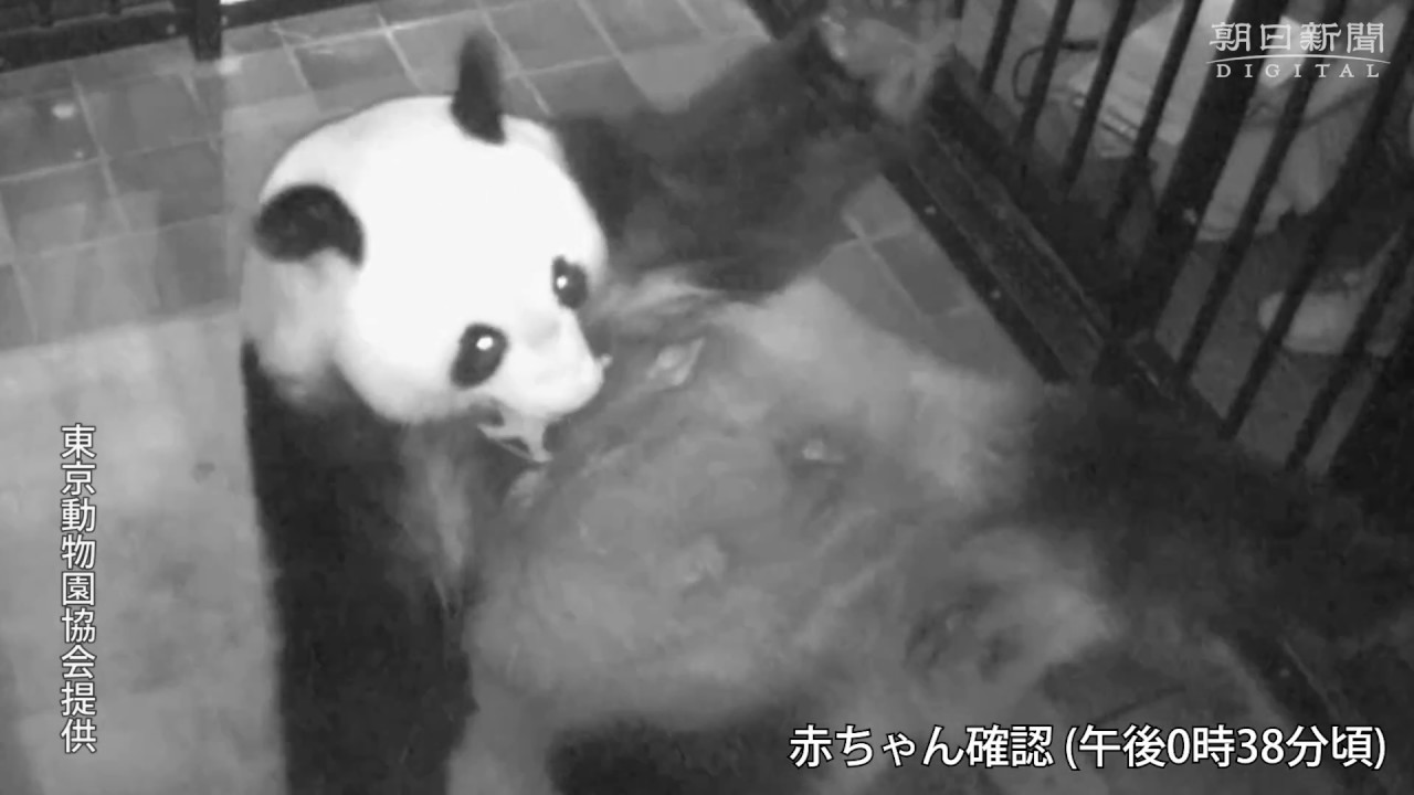 上野動物園のパンダ、シンシンが出産 - YouTube