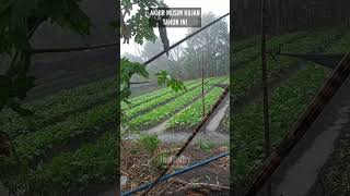 Prediksi Akhir Musim Hujan Tahun Ini