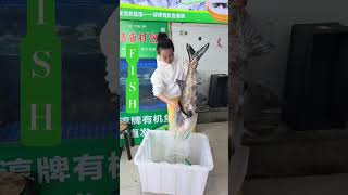 Organic Bighead Fish From Qiandao Lake   Pure Natural Catch  Fresh Seafood fishglobaltv