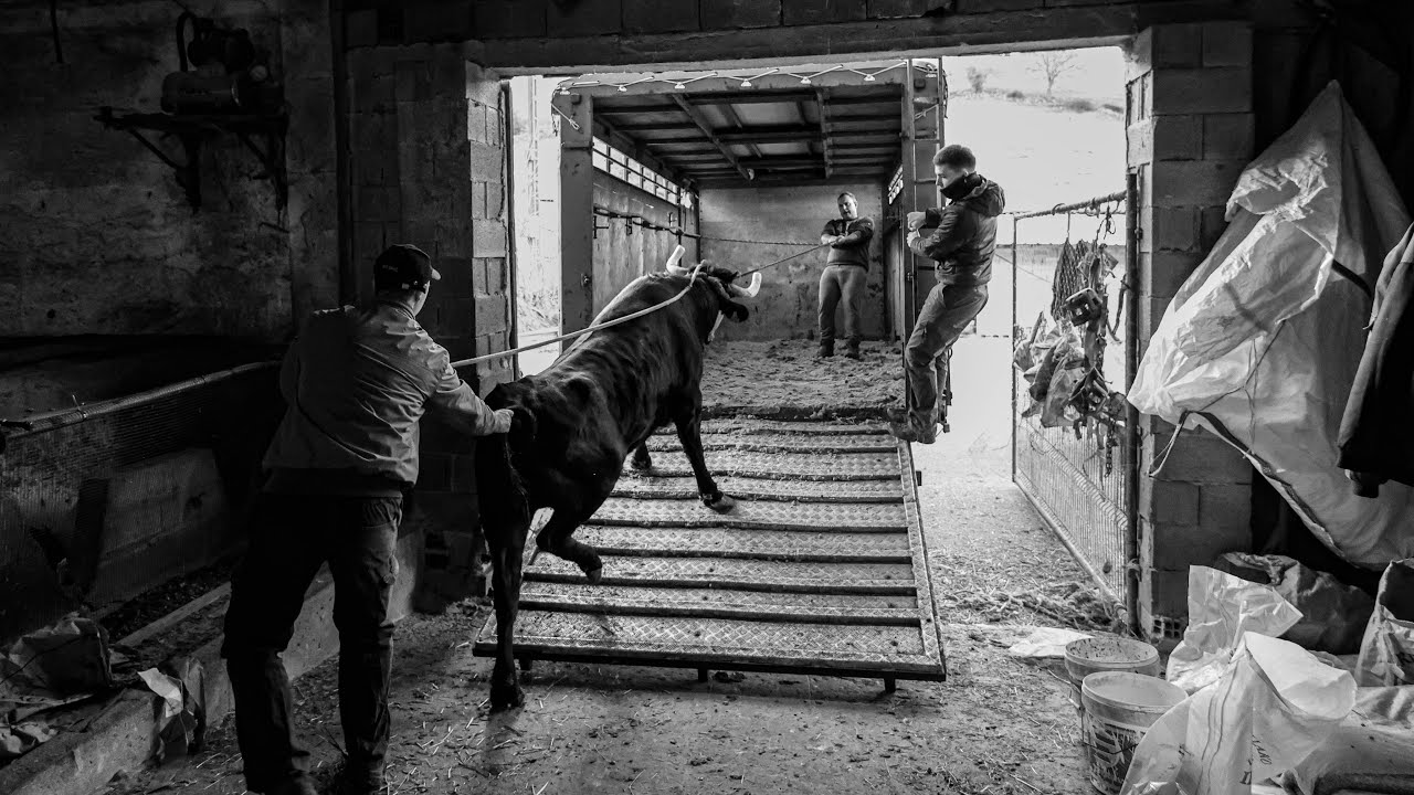 😨😱Embarque de los toros de Lopene😱😨