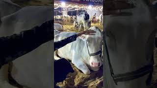 Jameel Memon  #cow #cowmandi #cowvideos #cowlover #cattleworld #cowvideos #foryou #animals #cow