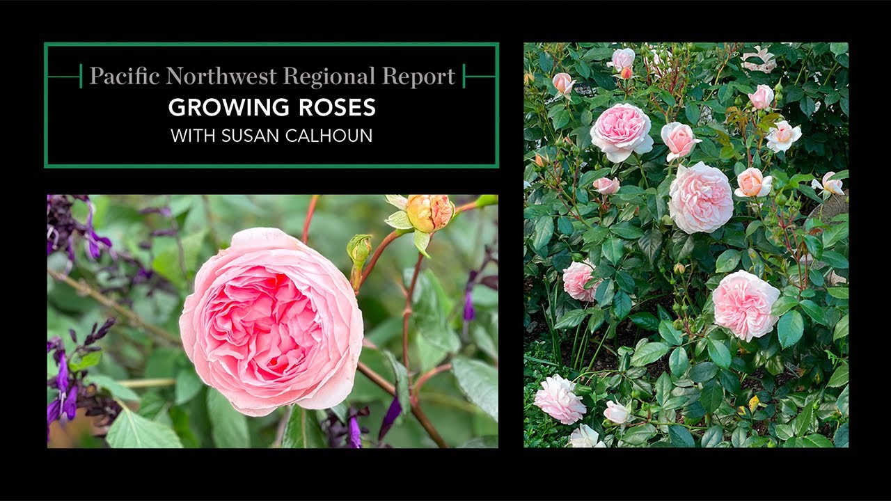 Growing Roses in the Pacific Northwest 🌹 Regional Report