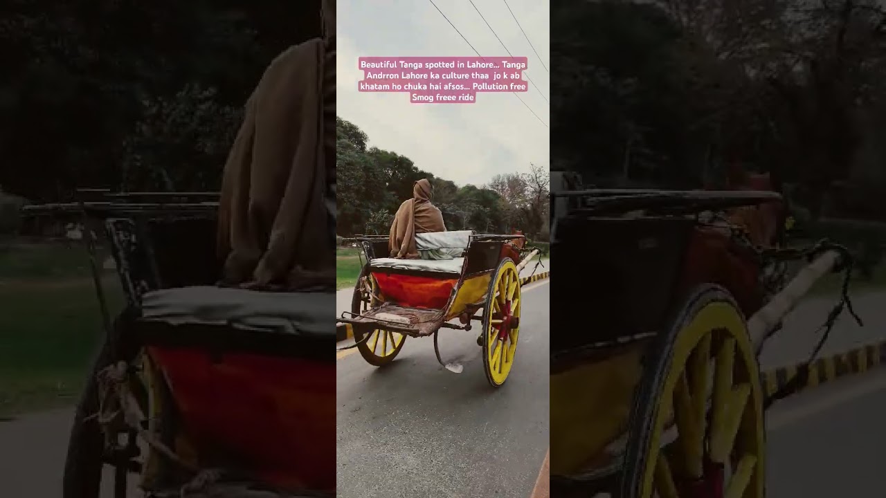 Spotted Tanga in Lahore | Deadly Tanga culture in Lahore| 