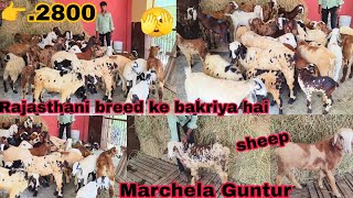 AS goat farm per Rajasthani breed ke bakriya or Guntur Marchela sheep available in Hyderabad