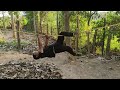 monkey crawling
