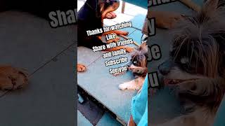 Fletsch Die Zähne Wie Ein Rott