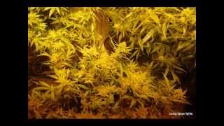 iGROW Induction Lights - California Medical Grower