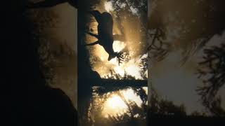Anyone know this soundtrack? #rdr2 #rdr2music #subscribe