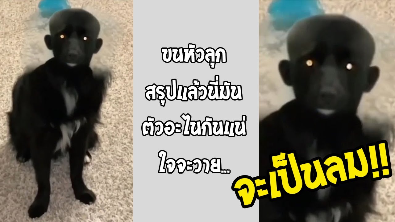 เห็นสิ่งนี้แล้วนอนแทบไม่หลับ อย่าเล่นฟิลเตอร์กับหมา กำลังดังในTiktok... #รวมคลิปฮาพากย์ไทย