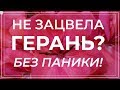 Когда должна цвести герань. Пеларгония не цветет что делать?