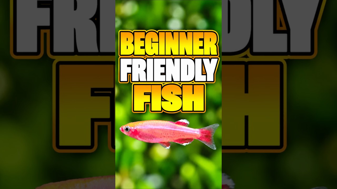 The Truth About Beginner-Friendly Fish!