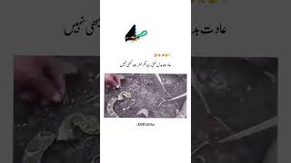 Insaan Ki Fitrat Kabhi Nahi Badalti Status