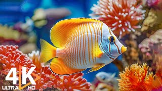Aquarium 4K VIDEO (ULTRA HD)  Beautiful Coral Reef Fish  Peaceful Music & Colorful Marine Life #9