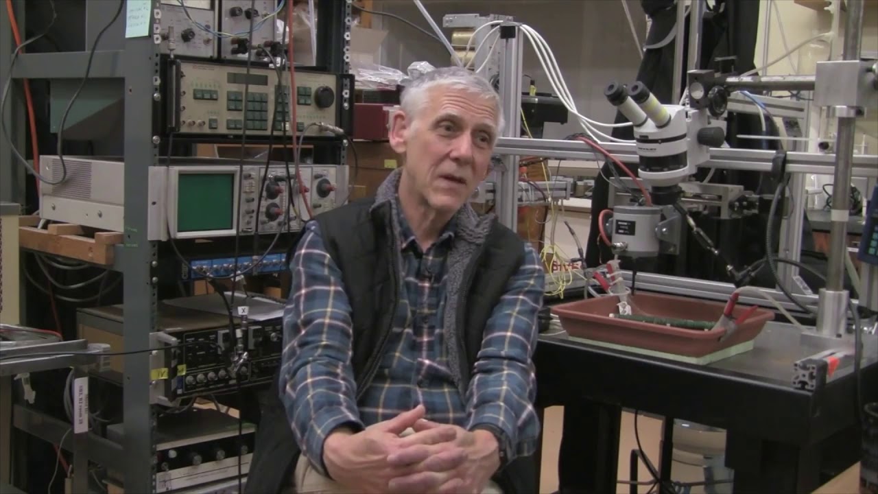 Voltage Clamp Allows Experimental Stability