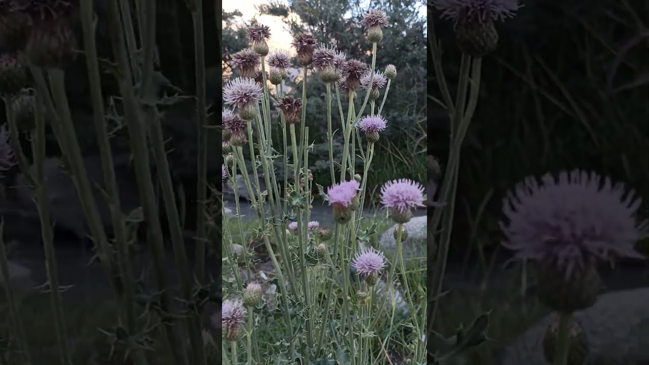 guess the flower name and family challenge | 