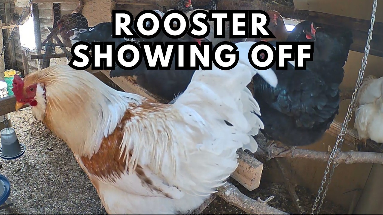 Chicken Coop LIVE STREAM - Rooster Crowing - Hens Clucking Chicken Coop Cam #chickens  #chickencoop