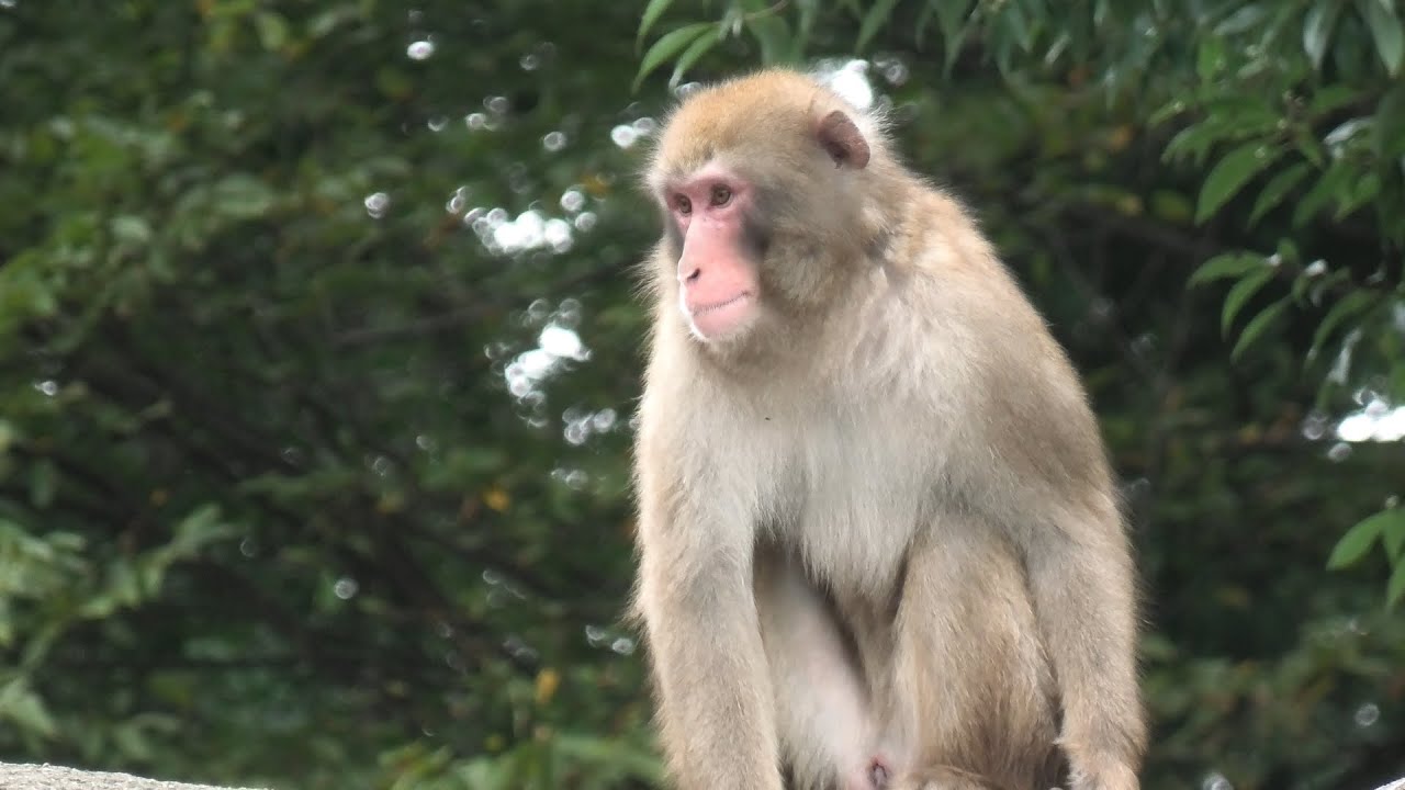 Japanese macaque (CHIKOZAN PARK ZOO, Saitama, Japan) September 19