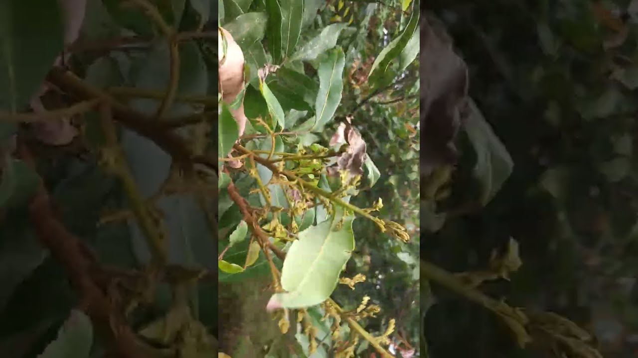 Nhãn kim bôi hòa bình cũ 14/2/2026