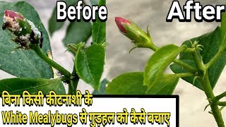 Easiest way to control White Mealybugs on Hibiscus :: without any pesticides